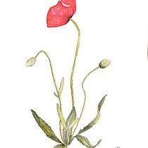 Mi Proyecto del curso: Ilustración botánica con acuarela. Ilustração botânica projeto de Isabel Mañas - 10.06.2020
