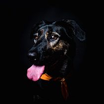 Mi Proyecto del curso: Introducción a la fotografía de perros. Un projet de Photographie numérique de cmphotocs - 04.05.2020