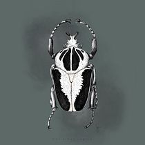 Mi Proyecto del curso: Goliathus Regius. Traditional illustration project by Samantha Barbachano - 05.05.2020