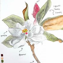 Mi Proyecto del curso: Ilustración botánica con acuarela. Ilustração botânica projeto de Iasmina Giuchici Olasz - 10.05.2020