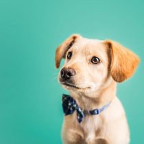 Proyecto United Pets of Domestika. Un proyecto de Creatividad y Publicidad de Alberto Martinez - 06.05.2020