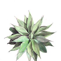 Agave Attenuata. Grisalla con lavado de acuarela. Desenho projeto de molerender - 07.05.2020