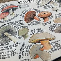 Mi Proyecto del curso: Ilustración de un diario naturalista. Ilustração botânica projeto de Anna Méndez - 09.05.2020