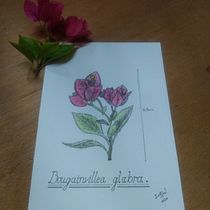 Aquarela: Botânica e Ciência. Desenho artístico projeto de Eduardo Rodrigues - 08.05.2020