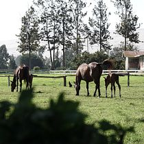 Mi Proyecto del curso: Guía práctica para aprender a manejar tu cámara digital desde cero. Fotografia projeto de Jan Balarezo - 26.08.2020