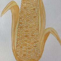 My project in Modern Watercolor Techniques course. Un progetto di Pittura ad acquerello di Sarah - 10.05.2020
