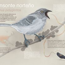 My project in Naturalist Animal Illustration with Procreate course. Ilustração digital projeto de M IJ - 12.05.2020