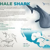 Mi Proyecto del curso: Ilustración naturalista del Tiburón-ballena. Ilustração tradicional projeto de Alpha Reyes - 14.05.2020