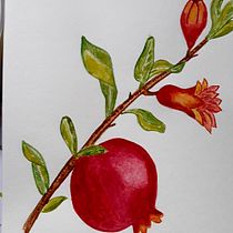 Granado en flor. Ilustração botânica projeto de Elena Pérez Molina - 15.05.2020