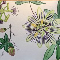 My project in Botanical Illustration with Watercolors course. Ilustração botânica projeto de ahysah - 15.05.2020