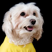 Mi Proyecto del curso: Introducción a la fotografía de perros. Un projet de Photographie de Veronica Ruiz - 01.10.2020