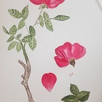 My project in Botanical Illustration with Watercolors course. Pintura em aquarela projeto de Michelle Ellner - 18.05.2020