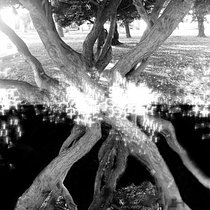 Ramificaciones . Fine-Art Photograph project by Qristian Muñoz - 05.19.2020