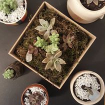 Mi Proyecto del curso: Diseño y creación de composiciones botánicas. Un progetto di Paesaggismo di María Fernanda Filippi Reyes - 20.05.2020