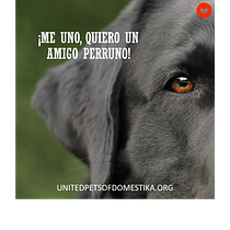 ¡Me uno, quiero un amigo perruno!. Un proyecto de Publicidad y Marketing de Daniel Ramírez Martínez - 23.05.2020