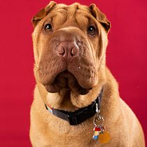 Mi Proyecto del curso: Introducción a la fotografía de perros. Photograph project by Paola Xatruch Vargas - 05.24.2020