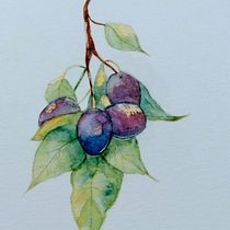 Mi Proyecto del curso: Ilustración botánica con acuarela. Pintura em aquarela projeto de Red Rosemary - 27.05.2020