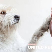 Mi Proyecto del curso: Dogs Allowed. Un proyecto de Creatividad de nikagp - 02.06.2020