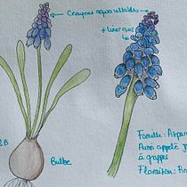 My project in Botanical Watercolor Sketchbook course. Un progetto di Pittura ad acquerello di Morgane Augustin - 26.05.2020