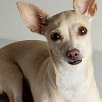 Mi Proyecto del curso: Introducción a la fotografía de perros - A un año de haber tomado el curso. Un projet de Photographie, Photographie de portrait, Photographie de studio, Photographie documentaire, Photographie lifest, le , et Photographie intérieure de Flor De La Cruz - 14.05.2020