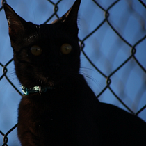 DOCUMENCATS Mi Proyecto del curso: Producción y edición de vídeo con cámara DSLR y Adobe Premiere. Un progetto di Cinema, video e TV e Video di Itzel Espinosa Bazán - 27.05.2020