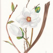 My project in Botanical Illustration with Watercolors course. Pintura em aquarela projeto de Claudine Dufour - 28.05.2020