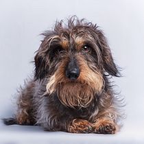 Proyecto Canelo. Un projet de Photographie de andreagaliasmateu - 31.05.2020