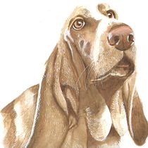 Mi perro acuarelable. Watercolor Painting project by Jazmin Tapia Aburto - 06.01.2020