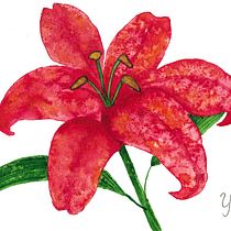 Lilium: Técnicas modernas de acuarela. Un progetto di Illustrazione botanica e Pittura ad acquerello di Yuki Eiscreme - 02.06.2020