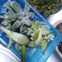 Mi Proyecto del curso: Diseño y creación de composiciones botánicas. Un progetto di Design di Xime Escorcia - 03.06.2020