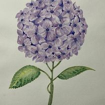 Mi Proyecto del curso: Ilustración botánica con acuarela. Pintura em aquarela projeto de Dianella Anziani Vasquez - 04.06.2020