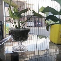 Mi Proyecto del curso: Fotografía profesional para Instagram. Un projet de Photographie smartphone , et Photographie pour Instagram de Darisa Mercedes Espinal Caraballo - 09.06.2020