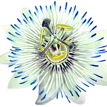 Passiflora in Botanical Illustration with Watercolors course. Ilustração botânica projeto de Sorin Vintzeanu - 06.06.2020