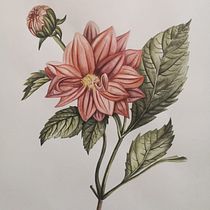 My project in Botanical Illustration with Watercolors course. Ilustração botânica projeto de susanna_tatevosyan - 08.06.2020