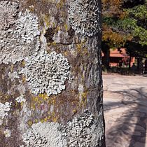 Parque Ecológico Raízes. Un projet de Architecture , et Créativité de Rafaela Bueno - 13.06.2020