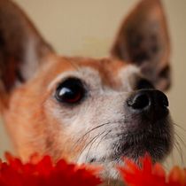 Mi Proyecto del curso: Fotografía de Perros. Un projet de Composition photographique, Photographie , et Photographie de portrait de Alexia Herrera Yanguas - 17.06.2020