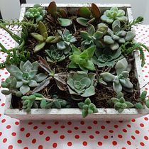 Mi Proyecto del curso: Diseño y creación de composiciones botánicas. Un progetto di Street Art di Noelia Flores Conti - 19.06.2020