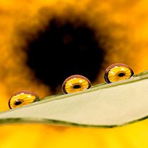 Mi Proyecto del curso: Introducción a la fotografía macro. Un projet de Photographie numérique de Victor Luna - 16.07.2020