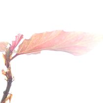 The Mist Behind. Digital Photograph, Outdoor Photograph, Photographic Lighting, and Photograph project by Daniel Basilio - 06.20.2020