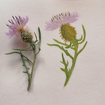 Mi Proyecto del curso: Ilustración botánica con acuarela. Ilustração botânica, e Pintura em aquarela projeto de taza - 13.08.2020