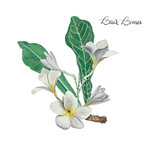 PC: Ilustración botánica con acuarela. Artes plásticas, Desenho, Ilustração tradicional, Ilustração botânica, Pintura, e Pintura em aquarela projeto de Lais Lima - 22.06.2020