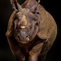 El sendero de un Rinoceronte. Projekt z dziedziny Stor i telling użytkownika giovannirhino - 22.06.2020