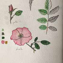 Mi Proyecto del curso: Cuaderno botánico en acuarela. Un progetto di Illustrazione botanica di Tomás Garnier - 23.06.2020