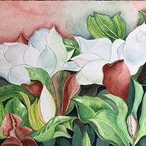 Le magnolie: un primo piano di alcuni fiori Ein Projekt aus dem Bereich Botanische Illustration und Aquarellmalerei von mirtillo52 - 17.08.2020