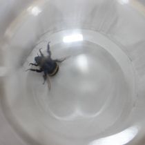 Mi Proyecto del curso: Abejorro en apuros. Un projet de Photographie de Catalina Altamirano - 24.06.2020