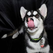 Mi Proyecto del curso: Introducción a la fotografía de perros. Un projet de Photographie de Abril Fernanda Agundis Torras - 25.06.2020