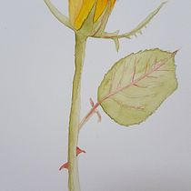 My project in Botanical Illustration with Watercolors course. Pintura em aquarela projeto de Georgina Brooke - 27.06.2020