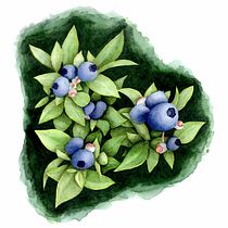 My project in Negative Watercolor Painting for Botanical Illustration course Ein Projekt aus dem Bereich Artistische Zeichnung, Botanische Illustration, Zeichnung, Bildende Künste, Traditionelle Illustration, Bleistiftzeichnung und Aquarellmalerei von freja - 29.06.2020