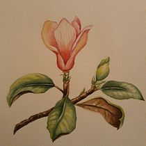 Mi Proyecto del curso: Ilustración botánica con acuarela. Artes plásticas, Ilustração botânica, e Pintura em aquarela projeto de Daniela Henríquez - 03.07.2020