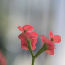 Mi Proyecto del curso: Introducción a la fotografía digital. Un projet de Photographie de jhonatanc60 - 07.07.2020